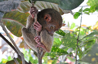 Philippine Tarsier