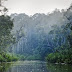 Informasi Tempat Wisata Taman Nasional Tanjung Puting di Kalimantan