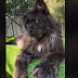381,000 Likes for black Maine Coon licking his paw. White fur and
'rust' also.