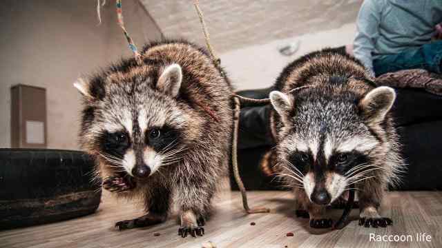 Can I Keep a Raccoon in My Apartment?