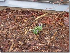 spring rains 006