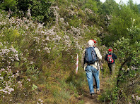 Caminant entre brucs florits