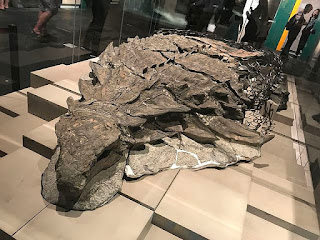 Evolutionists still say that critters sank to the bottom of the ocean and were gradually buried. This nodosaur contradicts the secular slow-and-gradual mendacity.