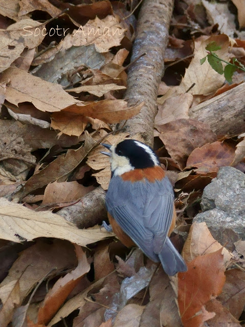 Parus varius