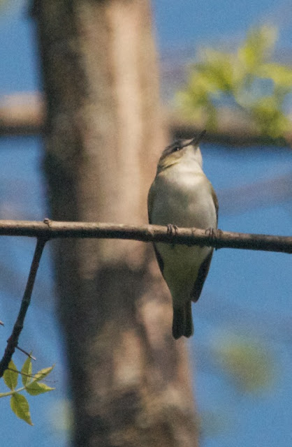 Red-eyed Vireo (Vireo olivaceus)