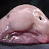 The Blobfish (Psychrolutes Marcidus) fish grim-faced like a human