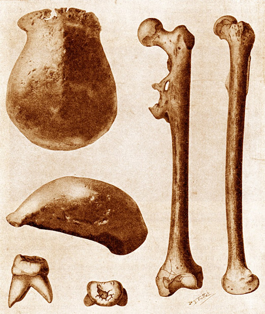 Три основные окаменелости яванского человека, найденные в 1891–1892 годах