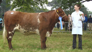 cow photos beef shorthorn picture