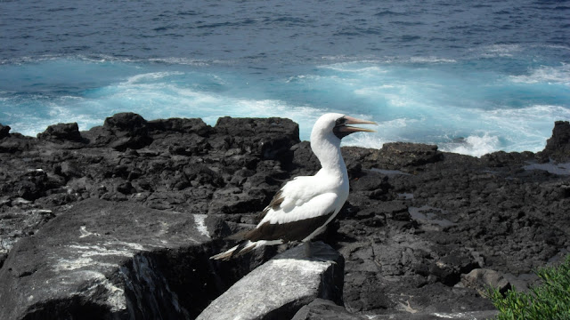 Galapagos islands Animals