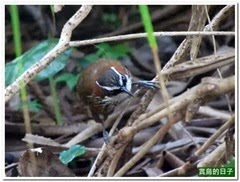20131119_082918_011_YehLiu.MOV_snapshot_00.30_[2013.11.25_12.42.47]