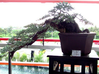 Bonsai, Mindanao, Desmodium, SM Lanang Premier, Kadayawan Festival, Home and Garden, Informal upright, Triple trunk, Cascading, Literati, Rock clasping, Slanting, Raft, One sided, Clump, Broom