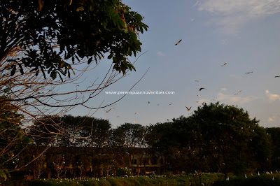 MELEPAS PENAT DI KOLAM BURUNG CEMARA ASRI