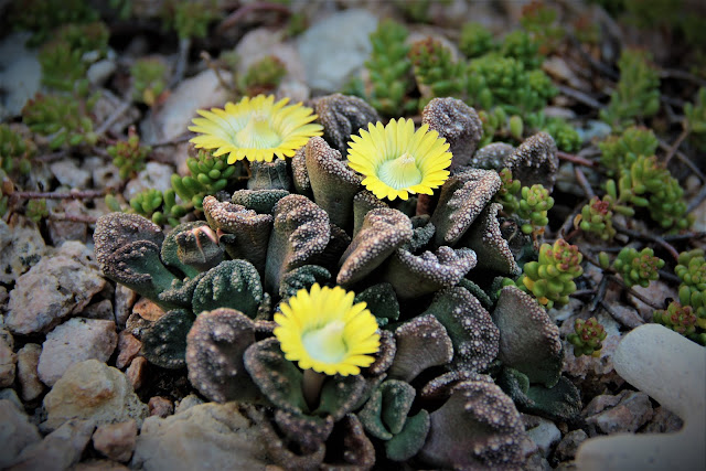 Titanopsis Calcarea