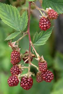 Rubus canadensis