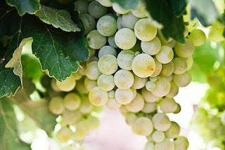 benefits-of-grapes-in-hindi