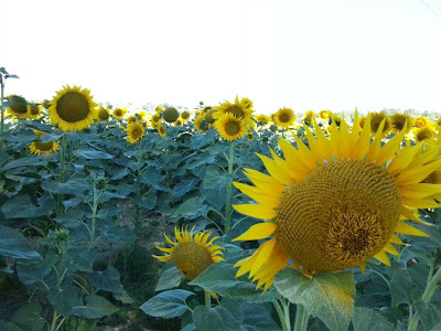 girasoli