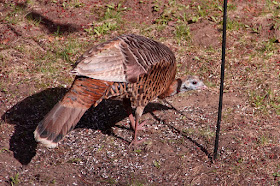 hen turkey scratching under feeder pole