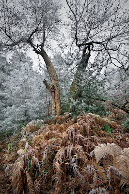 Stage photo forêt de Fontainebleau