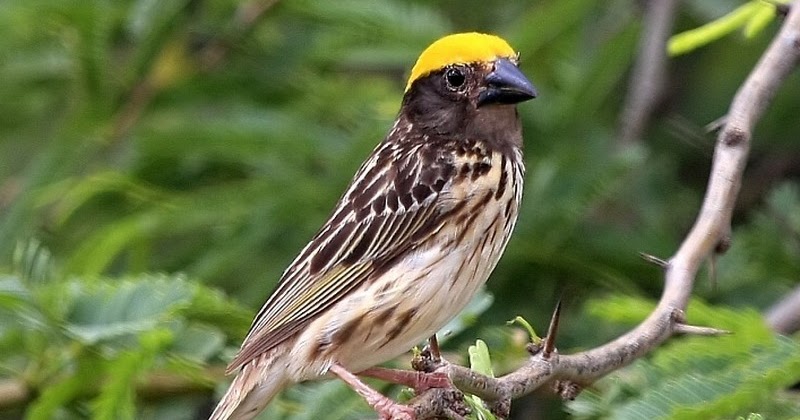 Burung Manyar Tempua (Ploceus Philippinus) - Mustika Kembar