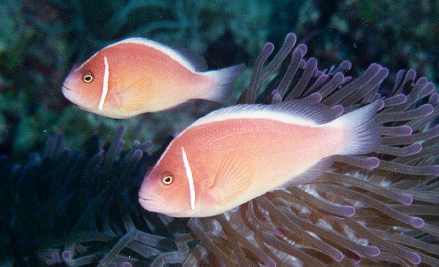 Life of Pink Skunk Clownfish | Life of Sea
