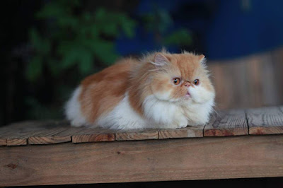 Jual Kucing Bandung