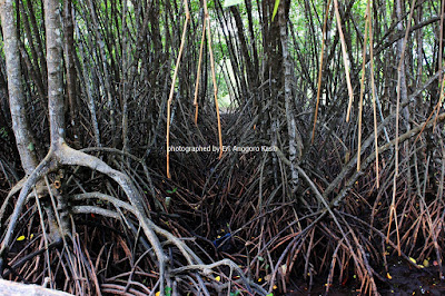Lantai hutan mangrove di Wisata Hutan Payau Cilacap.