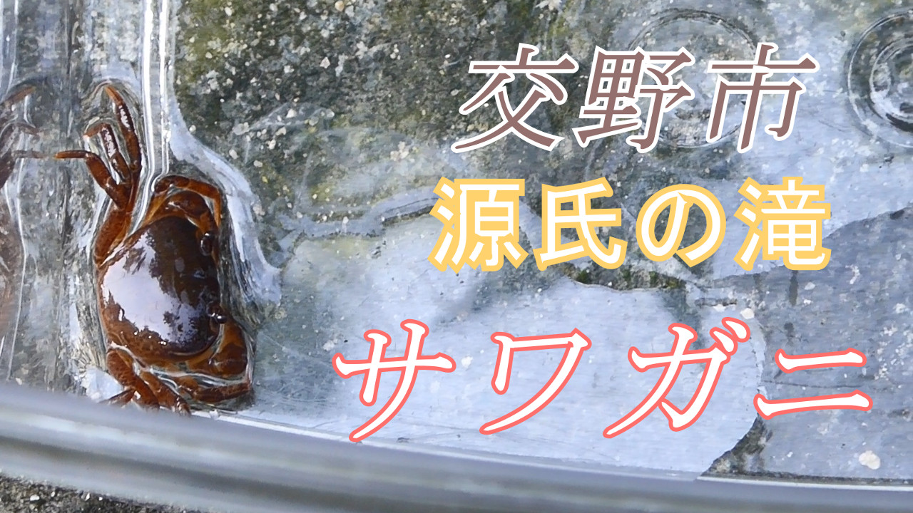 交野市 サワガニを見つけた 新緑の6月 小川の清涼 源氏の滝周辺 関西のウォーキングスポット ブログ 交野市 サワガニを見つけた 新緑の6月 小川の清涼 源氏の滝周辺 関西のウォーキングスポット ブログ