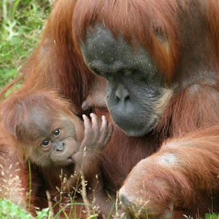 sumatran orangutan