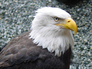 Bald Eagle Wallpaper