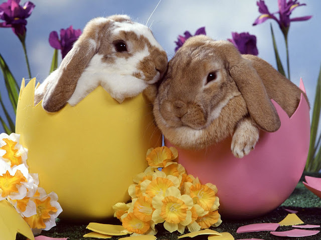 happy Easter rabbits