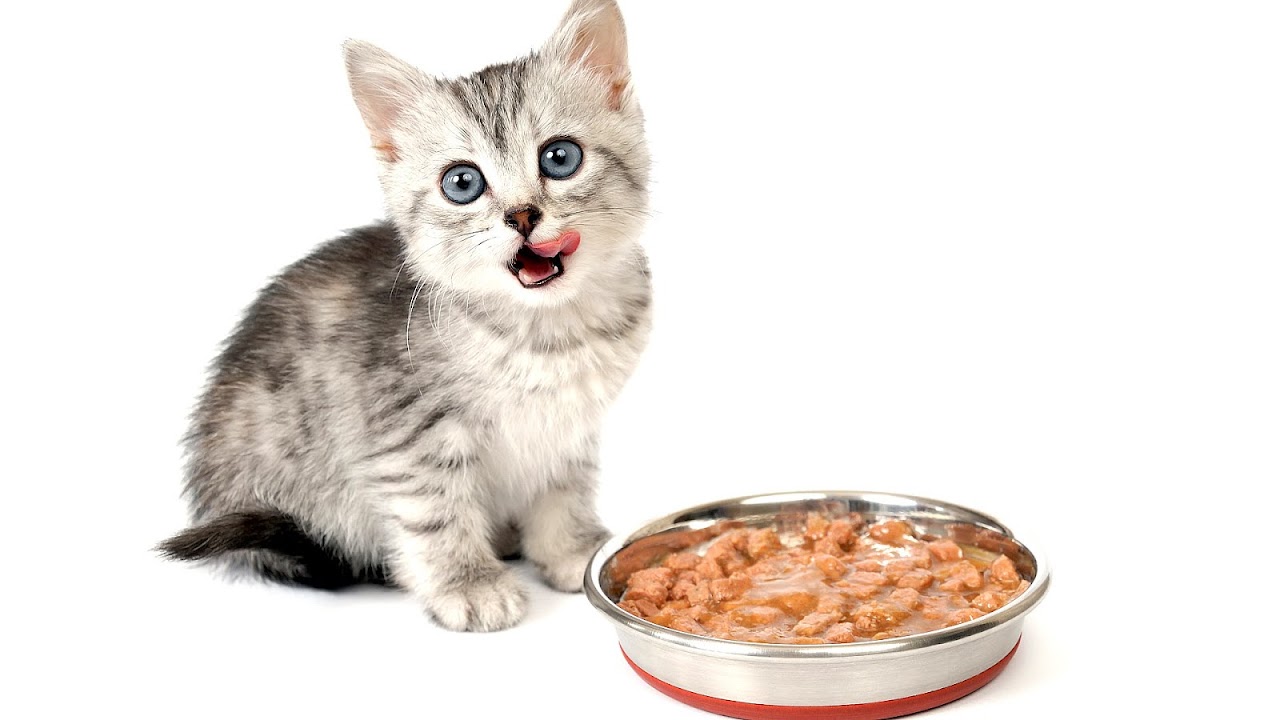 Healthy Cat Food Brands Ratings