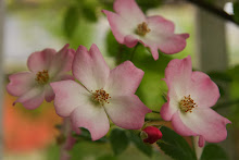 'Valdemar'