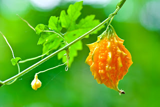 bitter melon benefits, Healthy Food, Human Healthy Food