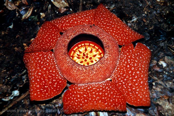 21+ Bunga Raflesia Arnoldi Padma Raksasa