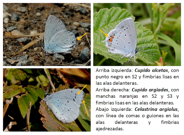 Celastrina argiolus, Cupido alcetas y Cupido argiades