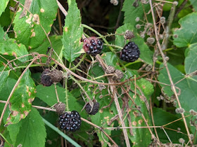 black raspberries.