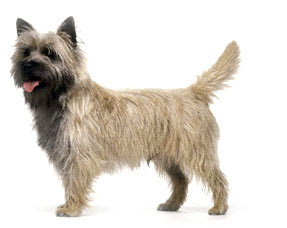 List Of Terrier Breeds