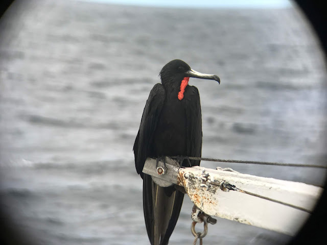 Fragatas, Galápagos