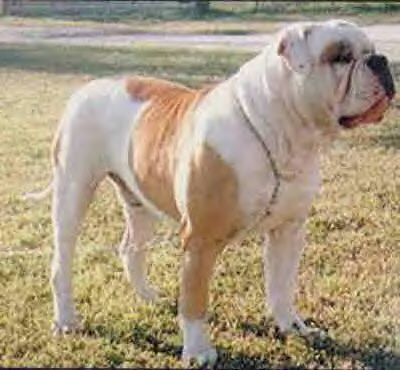 American Bull dog Images