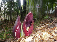 竹林があるザゼンソウの入口付近・・・。