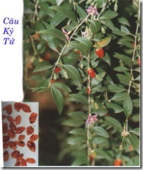 cau-ky-tu