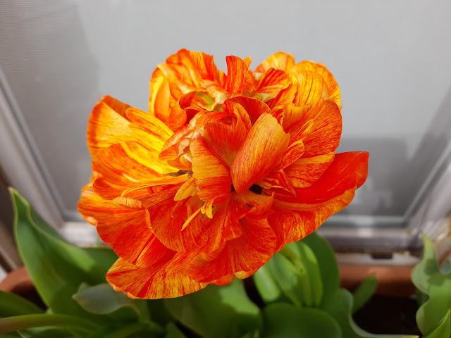 Tulipanes (Tulipa doble "Sun Lover").