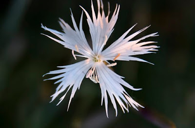 István király-szegfű (Dianthus pontederae ssp. regis-stephani)