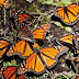 Mariposa monarca, en lista roja de especies en peligro