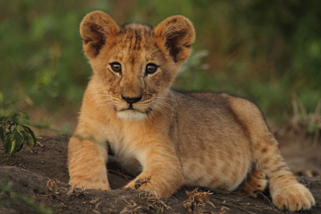 Baby lion cub HD picture - Lion cubs Photos - HD images Of baby lion in the forest - lion baby pics