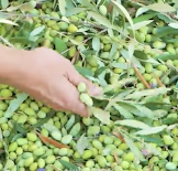 We followed the whole way from olive to oil and are sharing it with you!