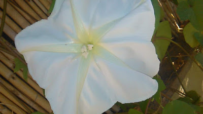 flor blanca