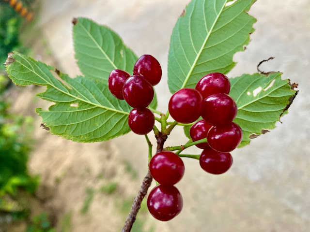 福神祠櫻花果