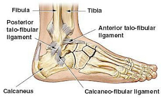 Struktur otot kaki manusia