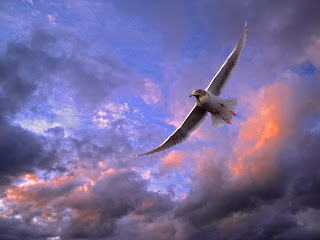 gull, sky